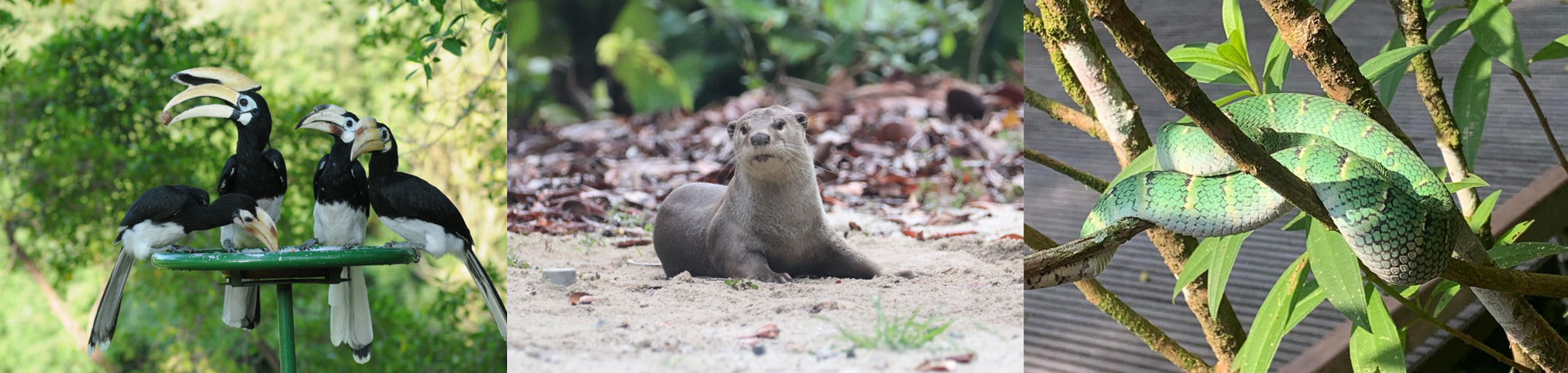 Biodiversity in Singapore: hornbills, otters, and viper